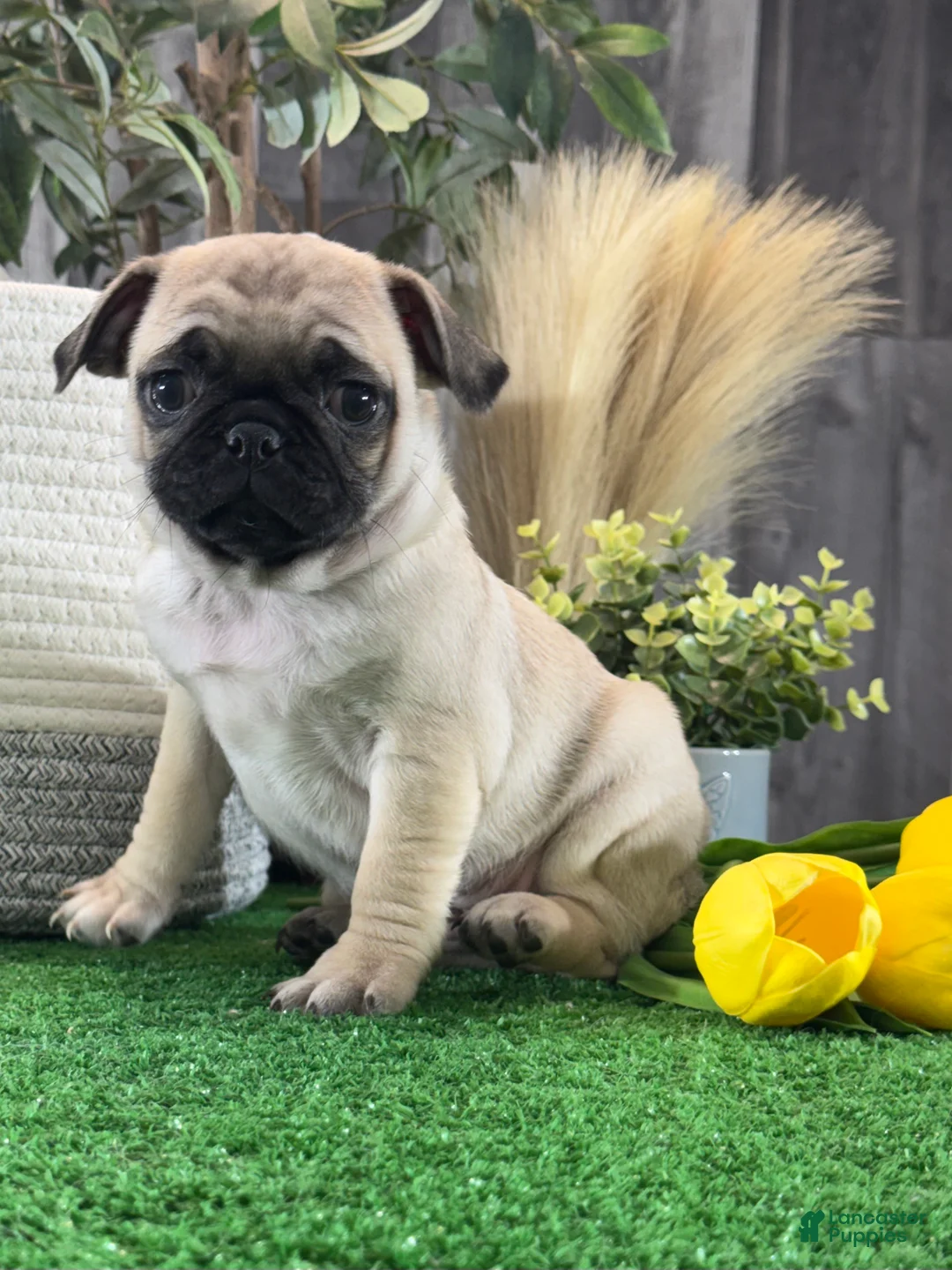 Pug dogs for sale: Peggy - Ad 2