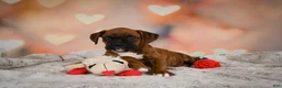 Boxer dogs for sale: Missy - Ad 9