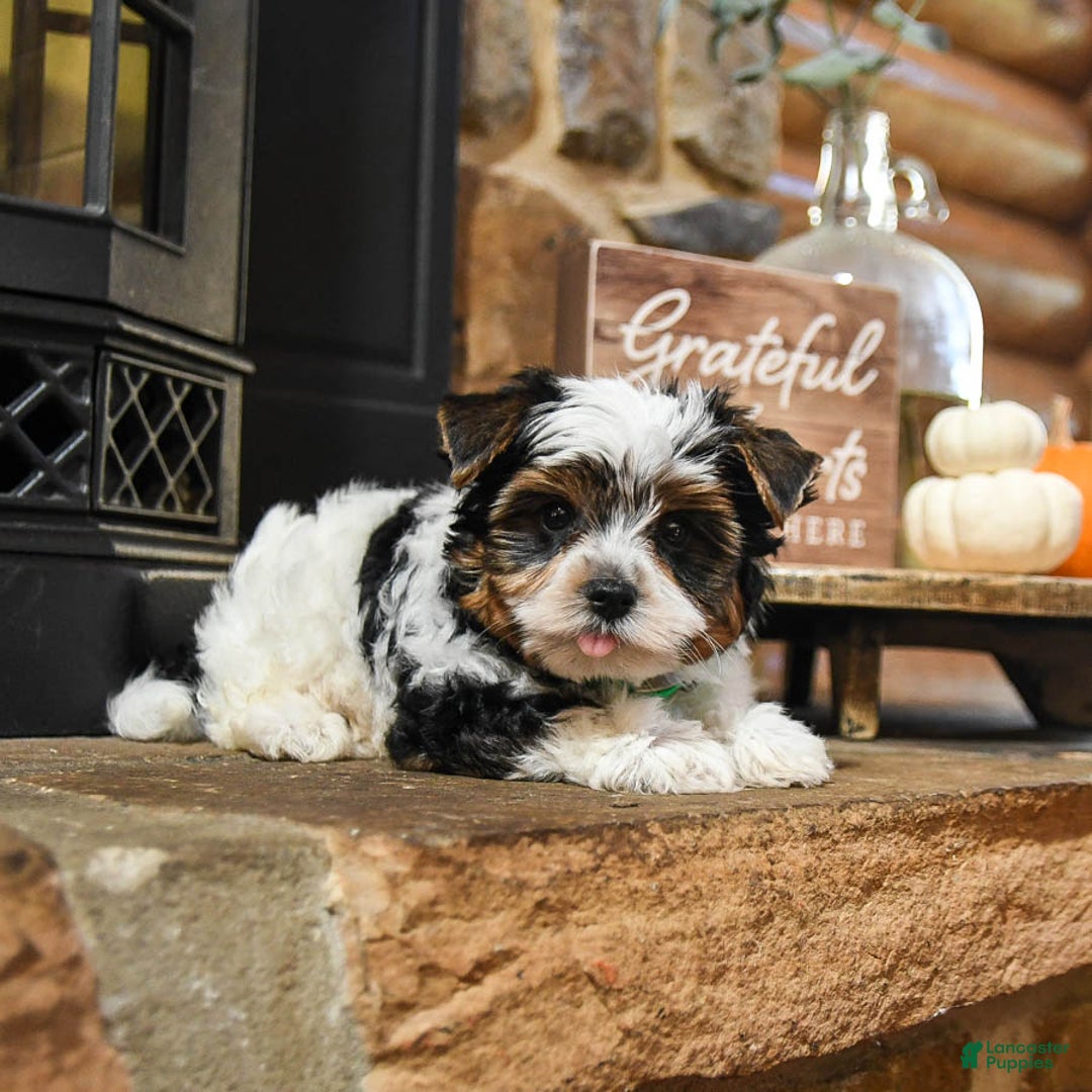 Biewer Terrier dogs for sale: Prince   - Ad 6