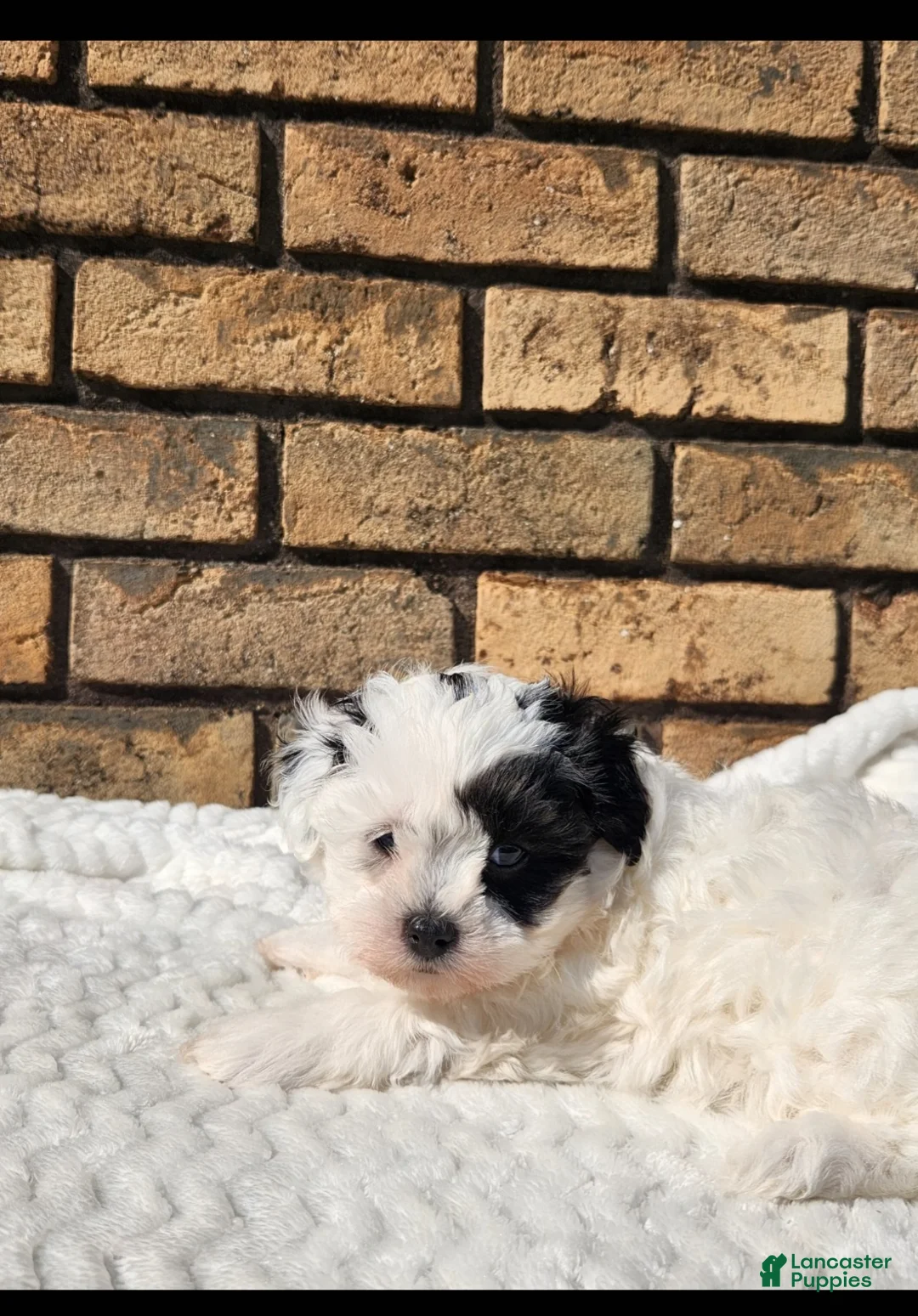 Havapoo dogs for sale: Penny - Ad 1