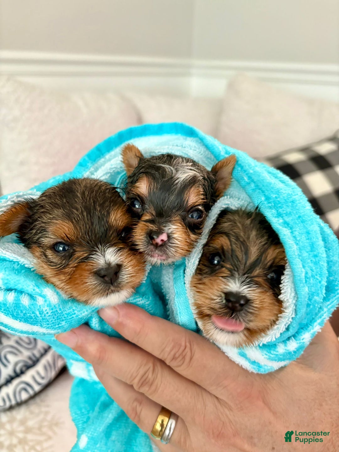 Yorkshire Terrier dogs for sale: Rose - Yorkshire Terrier Puppy 3 - Ad 3
