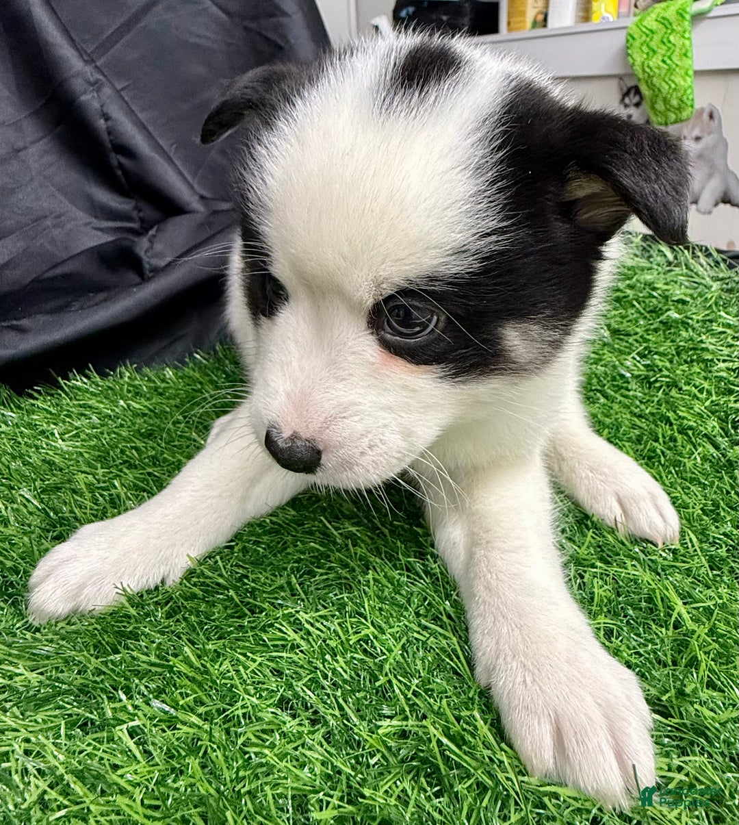 Mixed Breed dogs for sale: Frost - Ad 11