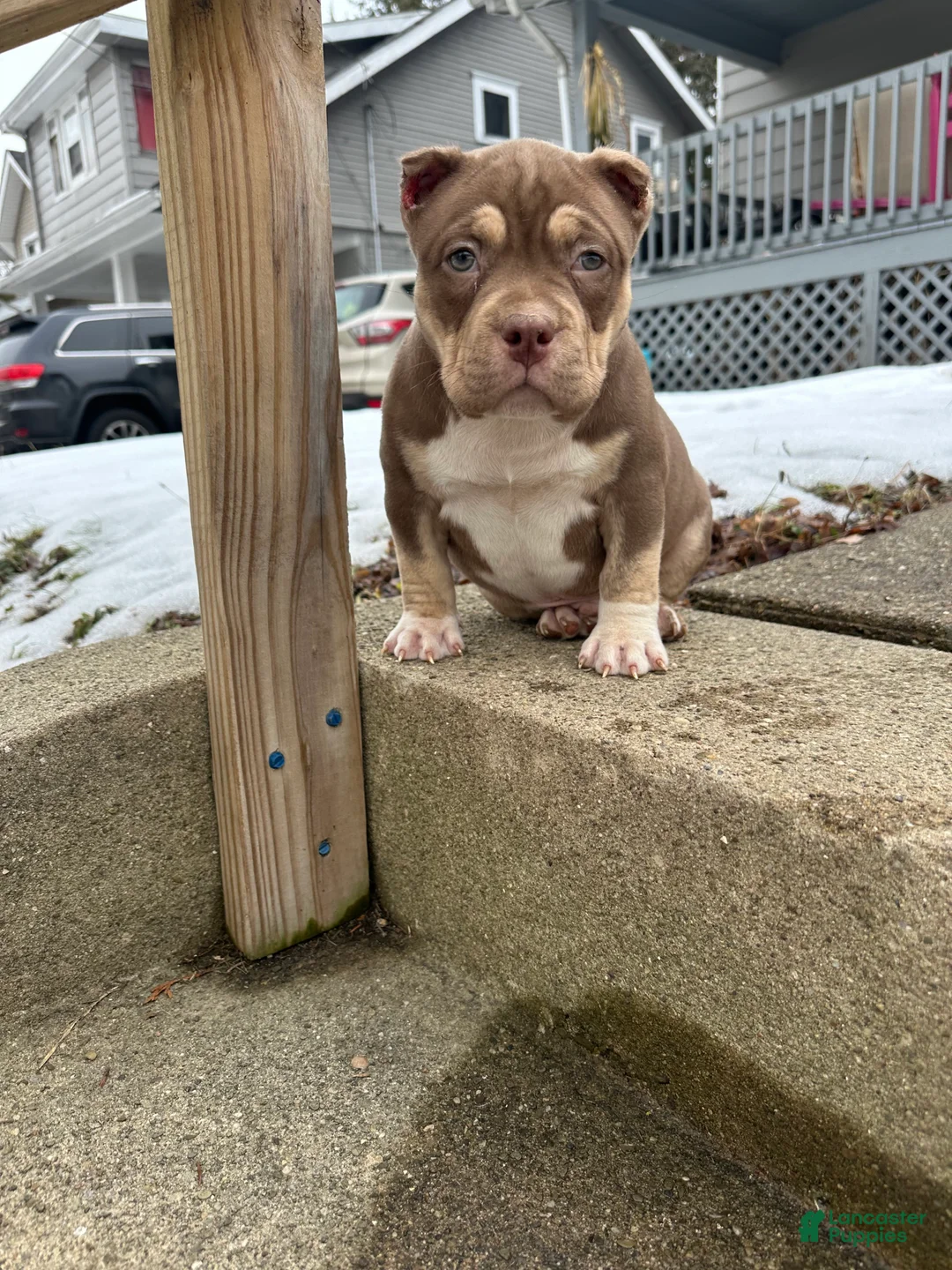 American Bully dogs for sale: Moose Tracks - Ad 1