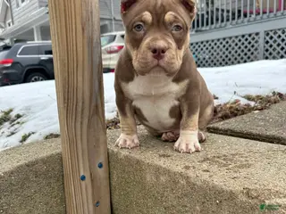 American Bully dogs Moose Tracks - Ad 6