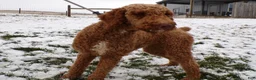 Standard Poodle dogs for sale: Standard Poodle Puppy 1 Bella - Ad 2