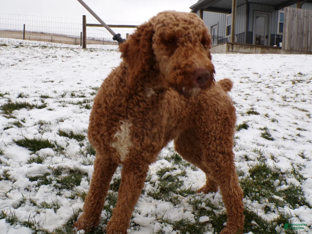 Standard Poodle dogs for sale: Standard Poodle Puppy 1 Bella - Ad 2