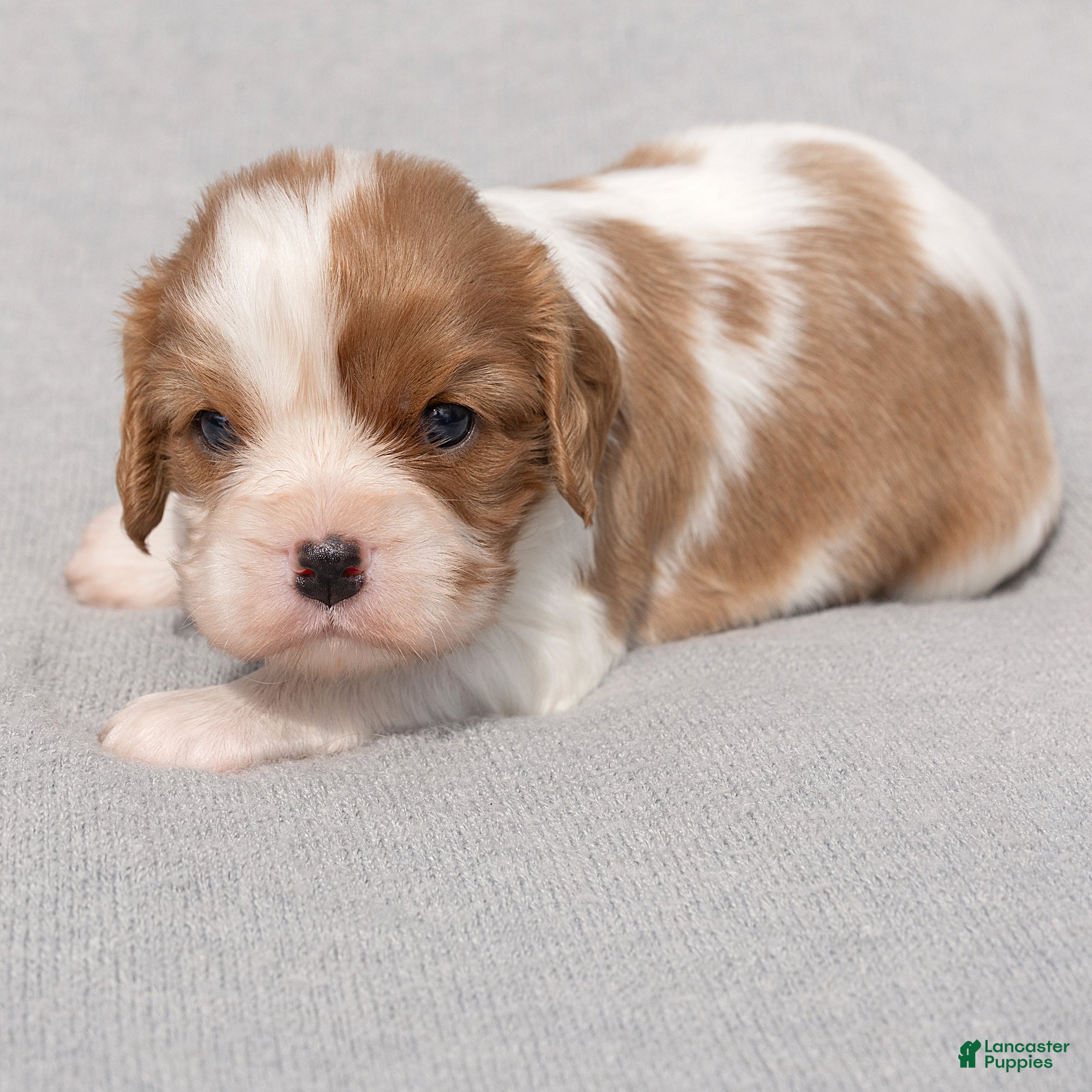 Cavalier King Charles Spaniel dogs Betty Cavalier King Charles Spaniel  - Ad 1