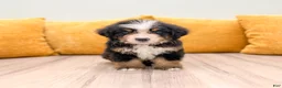 Bernese Mountain Dog dogs for sale: Rover - Ad 1