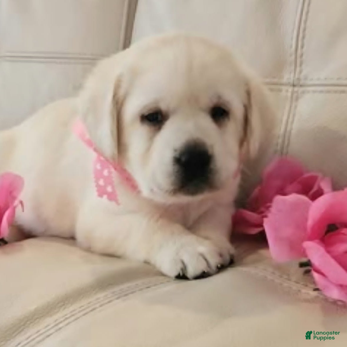 Labrador Retriever dogs Honey  - Ad 3