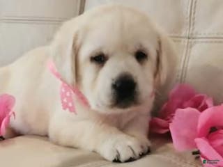Labrador Retriever dogs Honey - Ad 3