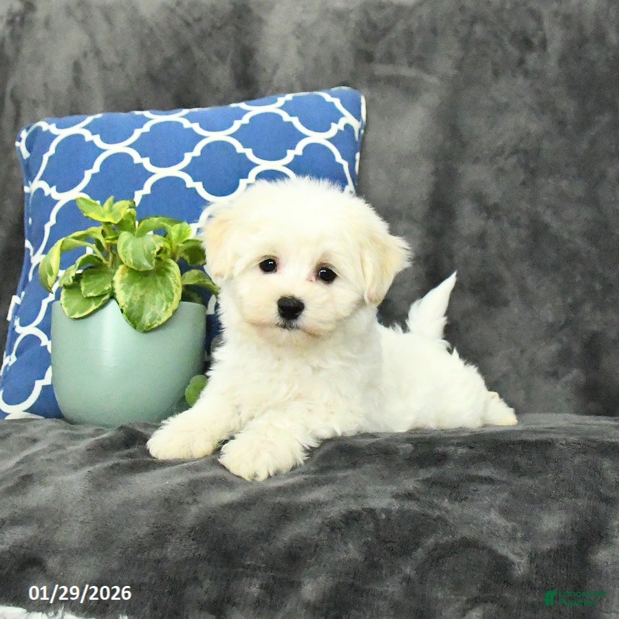 Mixed Breed dogs Duke - Ad 4