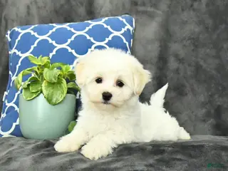 Mixed Breed dogs Duke - Ad 4