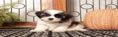 Asher - Dapper Little Male Shihtzu
