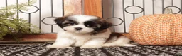 Shih Tzu dogs for sale: Asher - Dapper Little Male Shihtzu - Ad 1