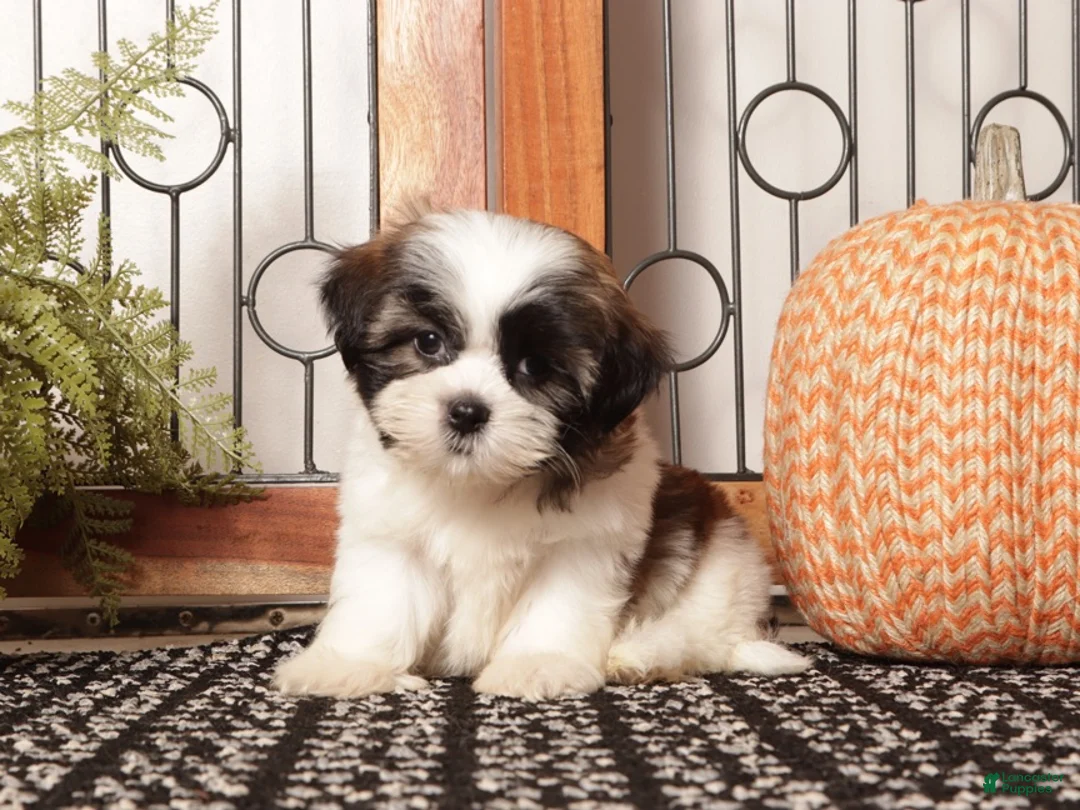 Shih Tzu dogs for sale: Asher - Dapper Little Male Shihtzu - Ad 1