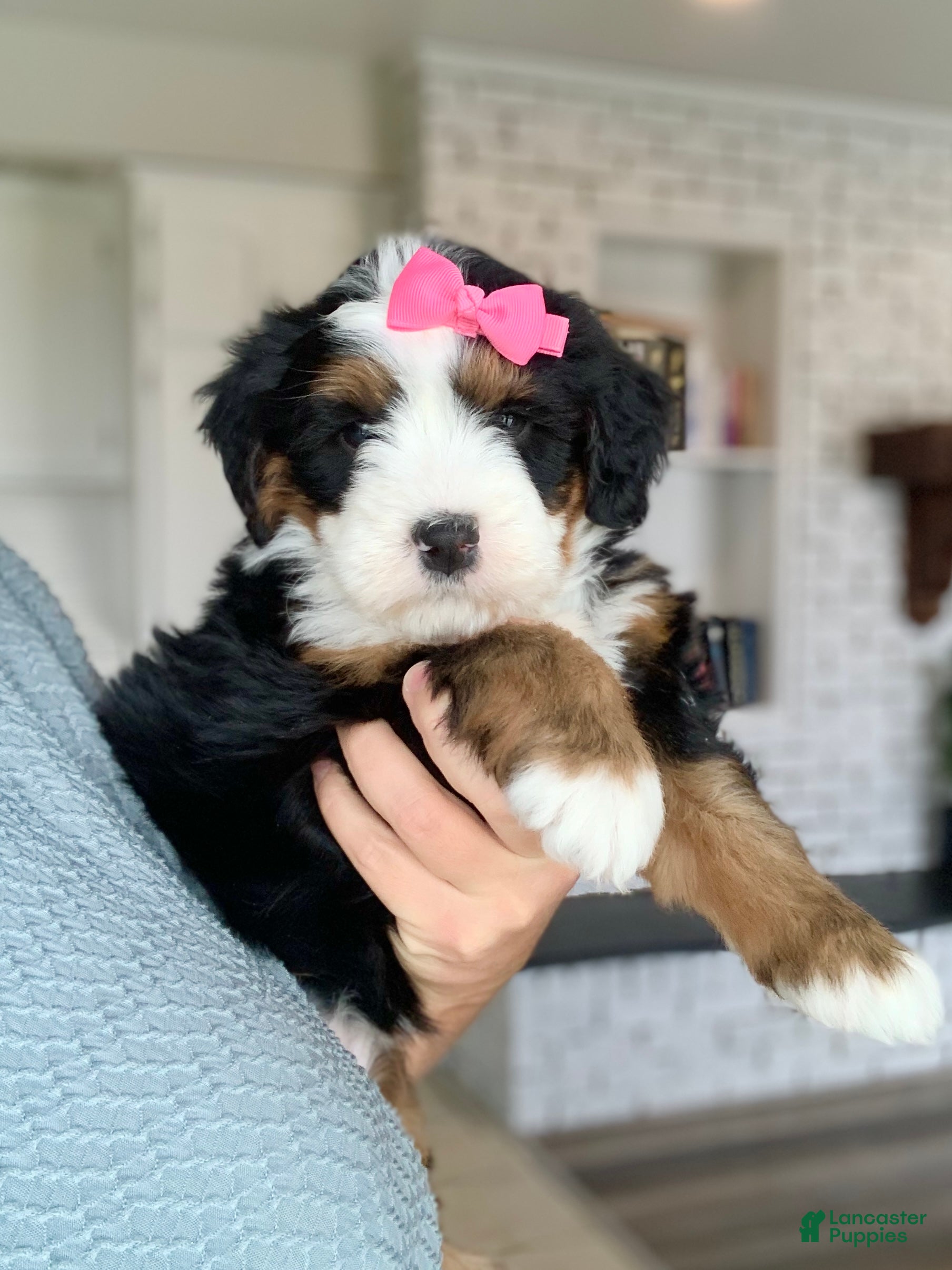 Bernedoodle dogs Aria - Ad 2