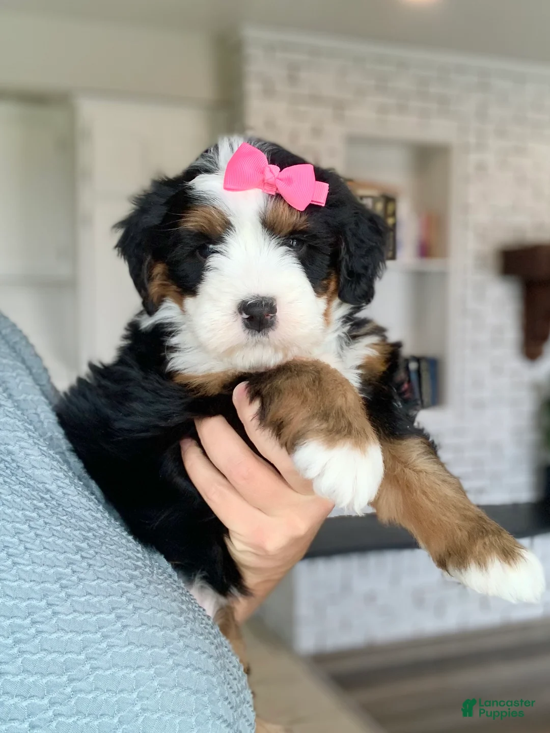 Bernedoodle dogs for sale: Aria - Ad 2