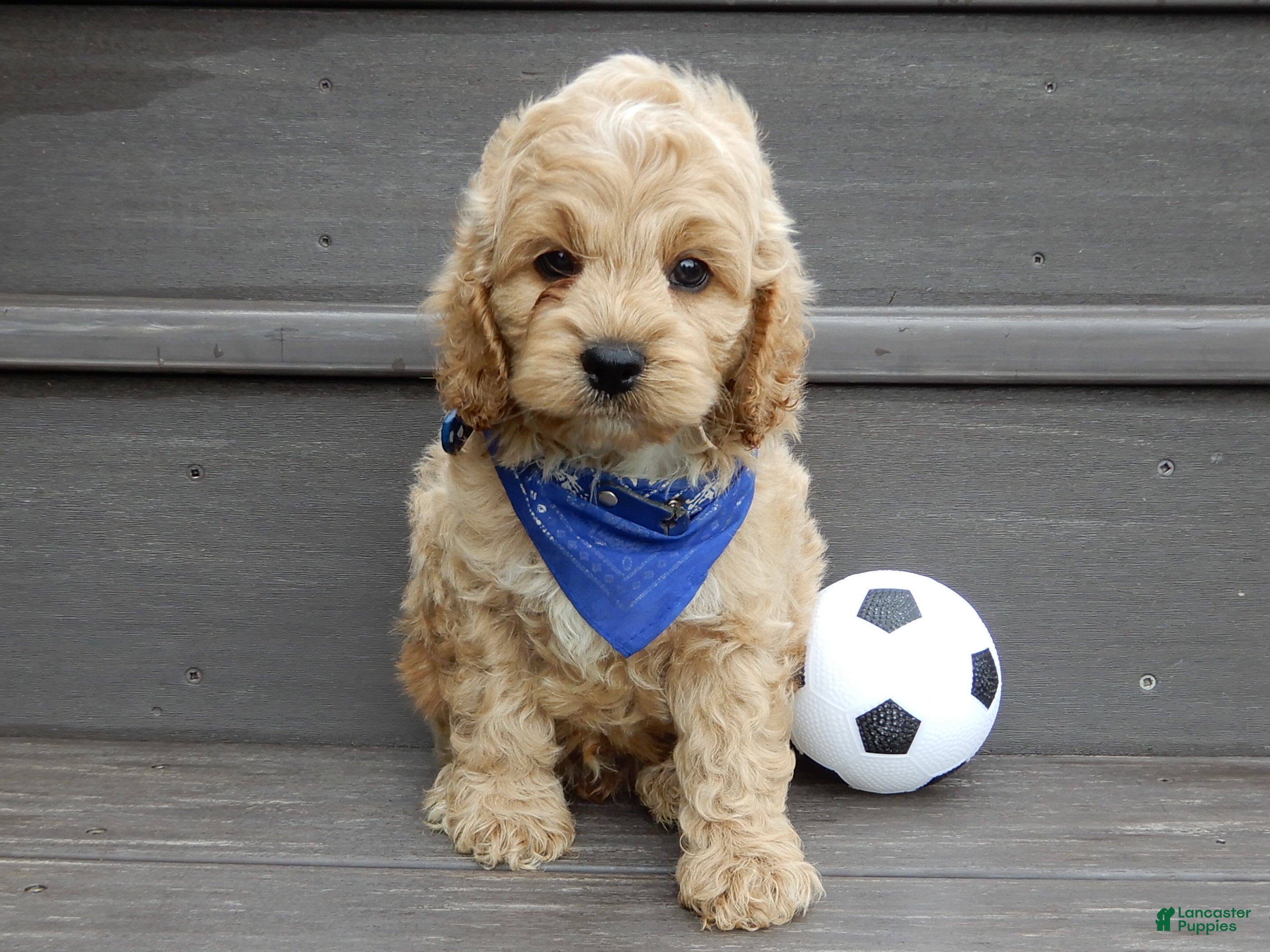 Cockapoo dogs Tux - Ad 2