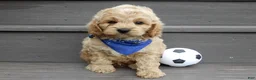 Cockapoo dogs for sale: Tux - Ad 2