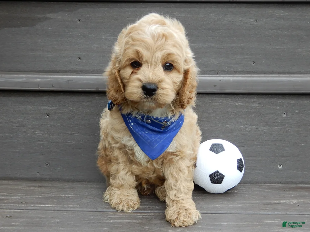 Cockapoo dogs for sale: Tux - Ad 2