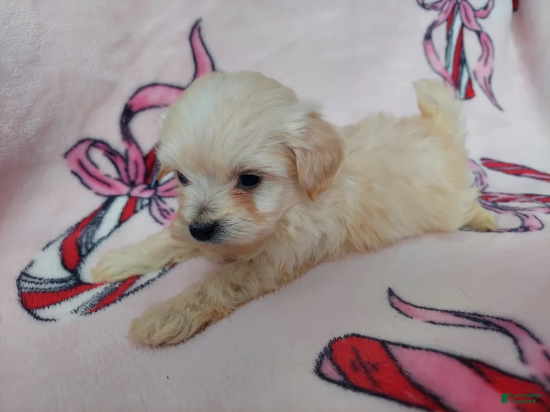 Maltipoo dogs for sale: Otis---Maltipoo, in home raised, non-shedding - Ad 4