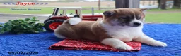 Shiba Inu dogs for sale: Jayce - Ad 2