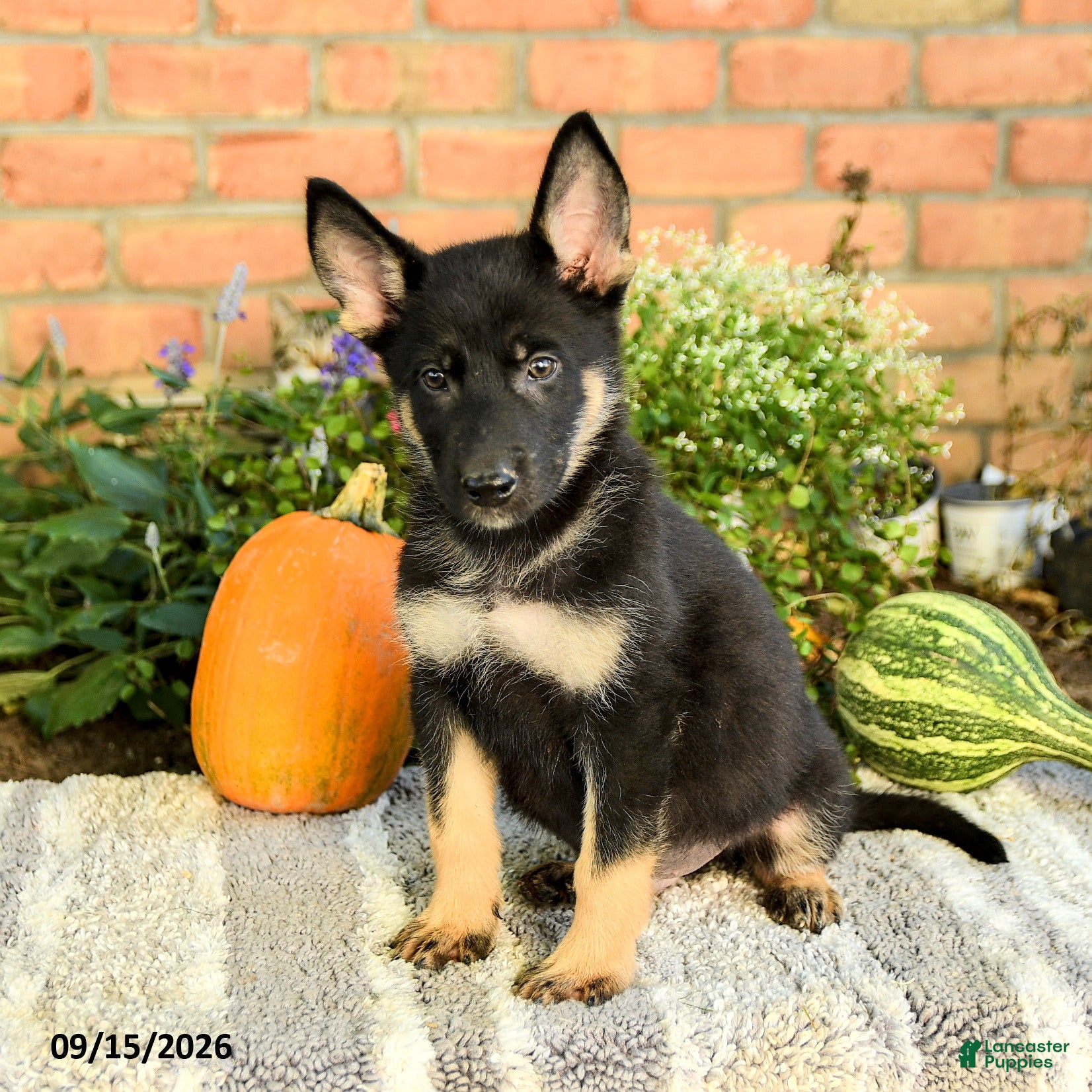 Gerberian Shepsky dogs Thomas - Ad 2