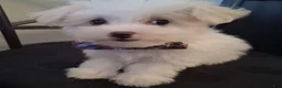 Maltese dogs for sale: Zeb - Ad 9