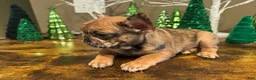 French Bulldog dogs for sale: French Bulldog Puppy 1 - Ad 4