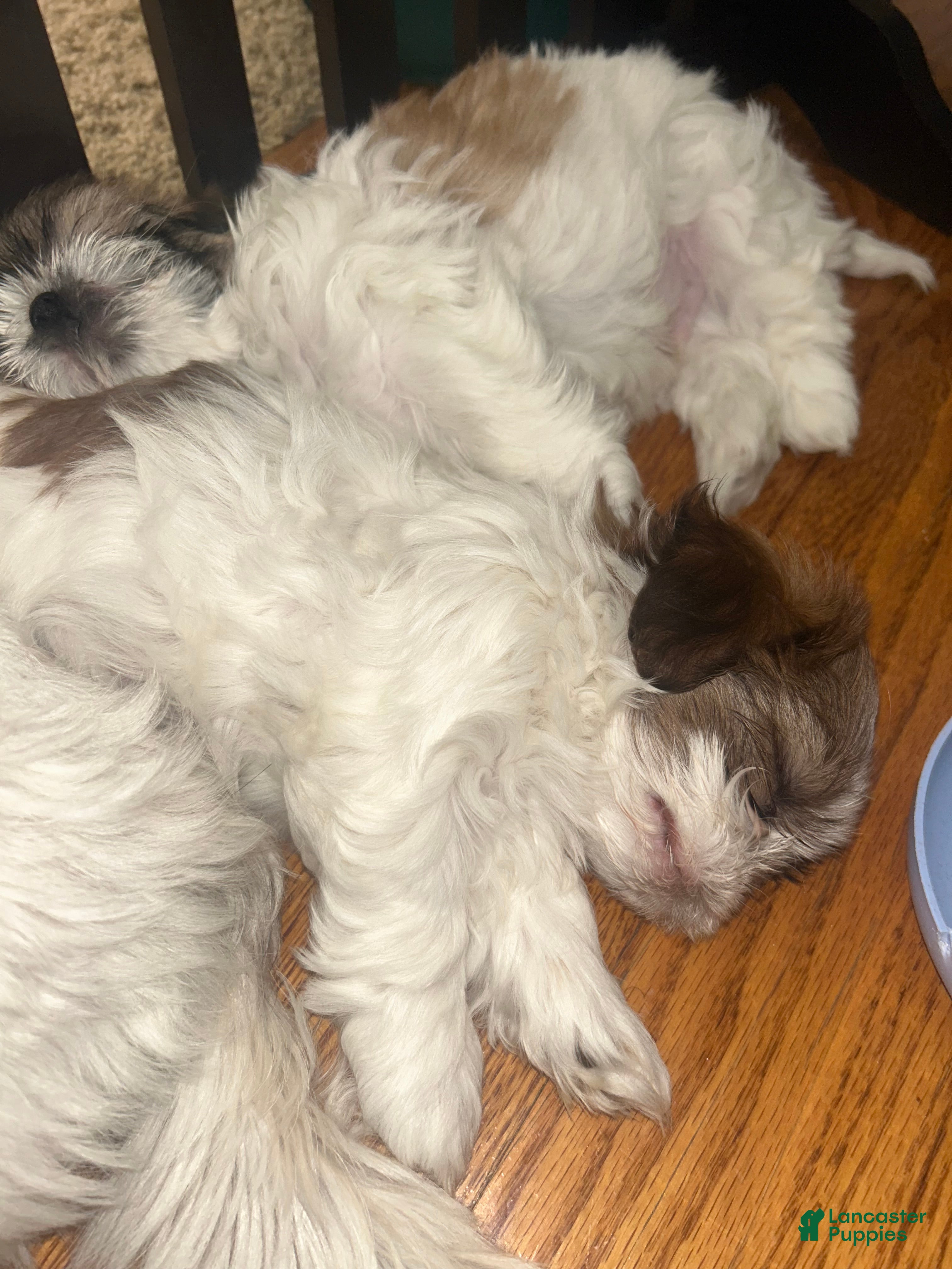 Shih Tzu dogs for sale: Shih Tzu 2 - Ad 3