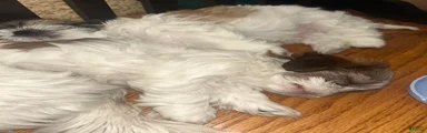 Shih Tzu 2