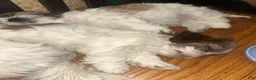 Shih Tzu dogs for sale: Shih Tzu 2 - Ad 1