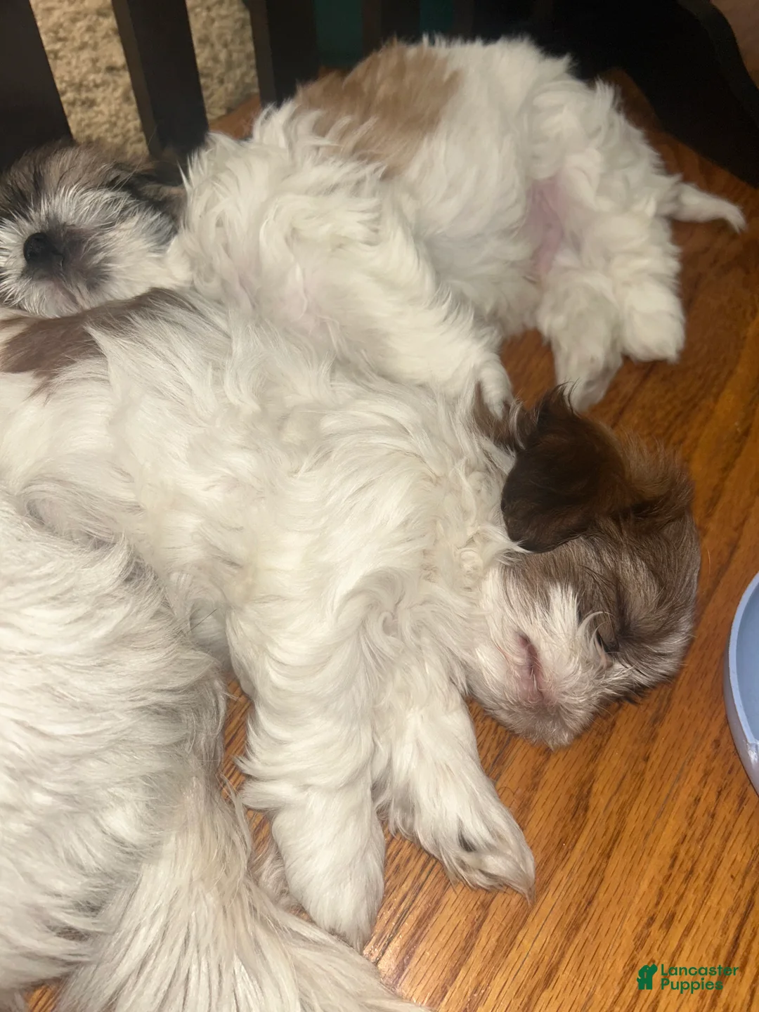 Shih Tzu dogs for sale: Shih Tzu 2 - Ad 1