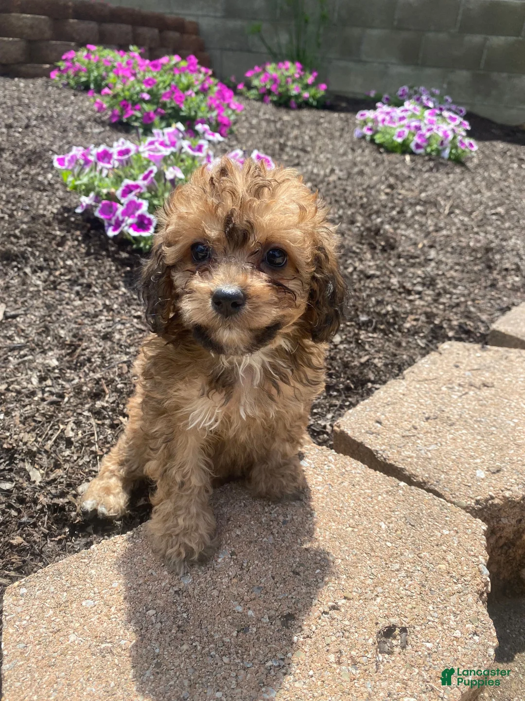 Cavapoo dogs for sale: Mia - Ad 2