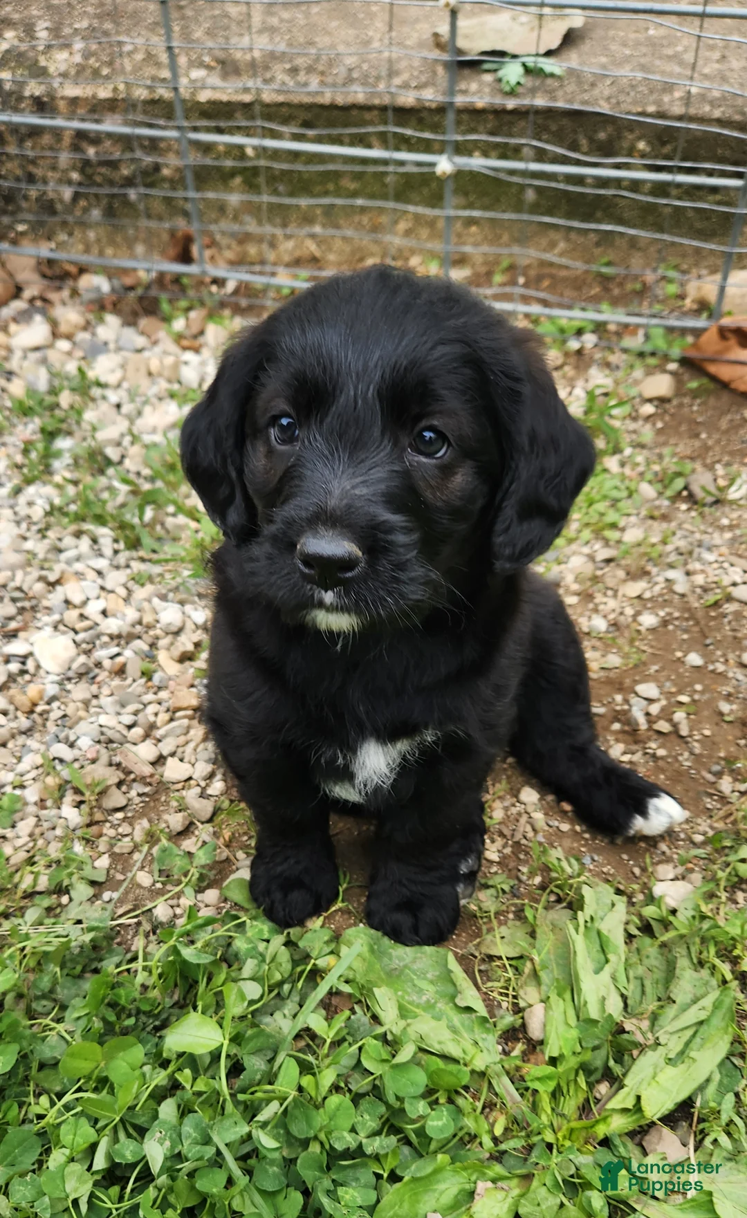 Labradoodle dogs for sale: Mr Green - Ad 2