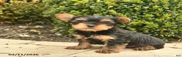 Yorkshire Terrier dogs for sale: Jayce  - Ad 5