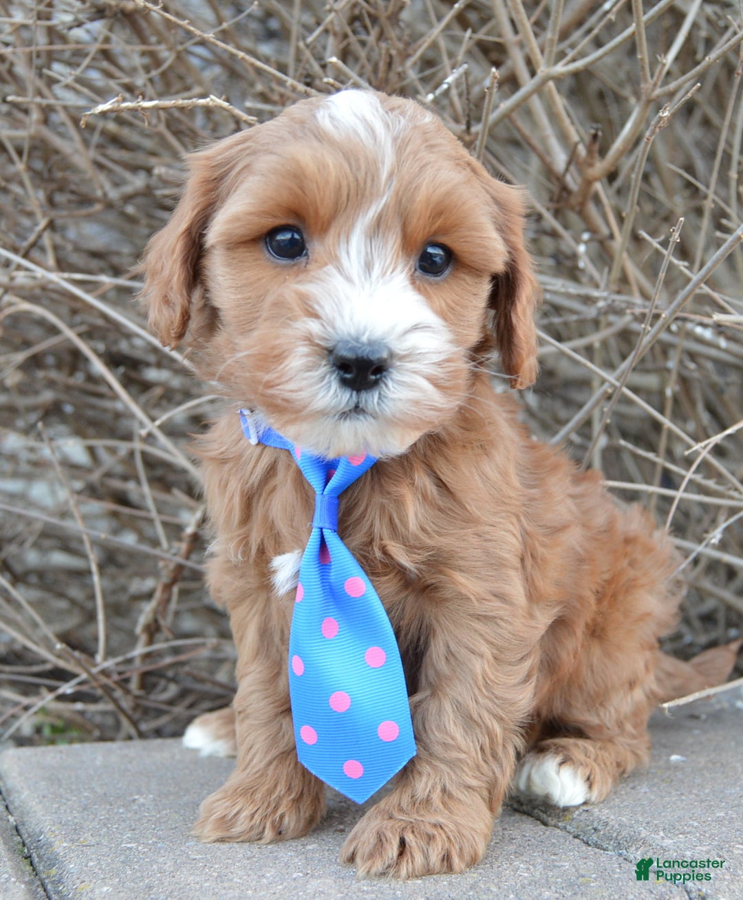 Cockapoo dogs for sale: Charlie - Ad 5