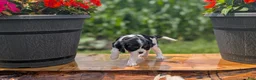 Cavalier King Charles Spaniel dogs for sale: Ivy - Ad 7