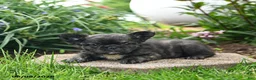 French Bulldog dogs for sale: Helen - Ad 3