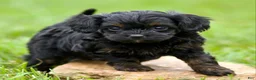 Cavapoo dogs for sale: Wren - Ad 4