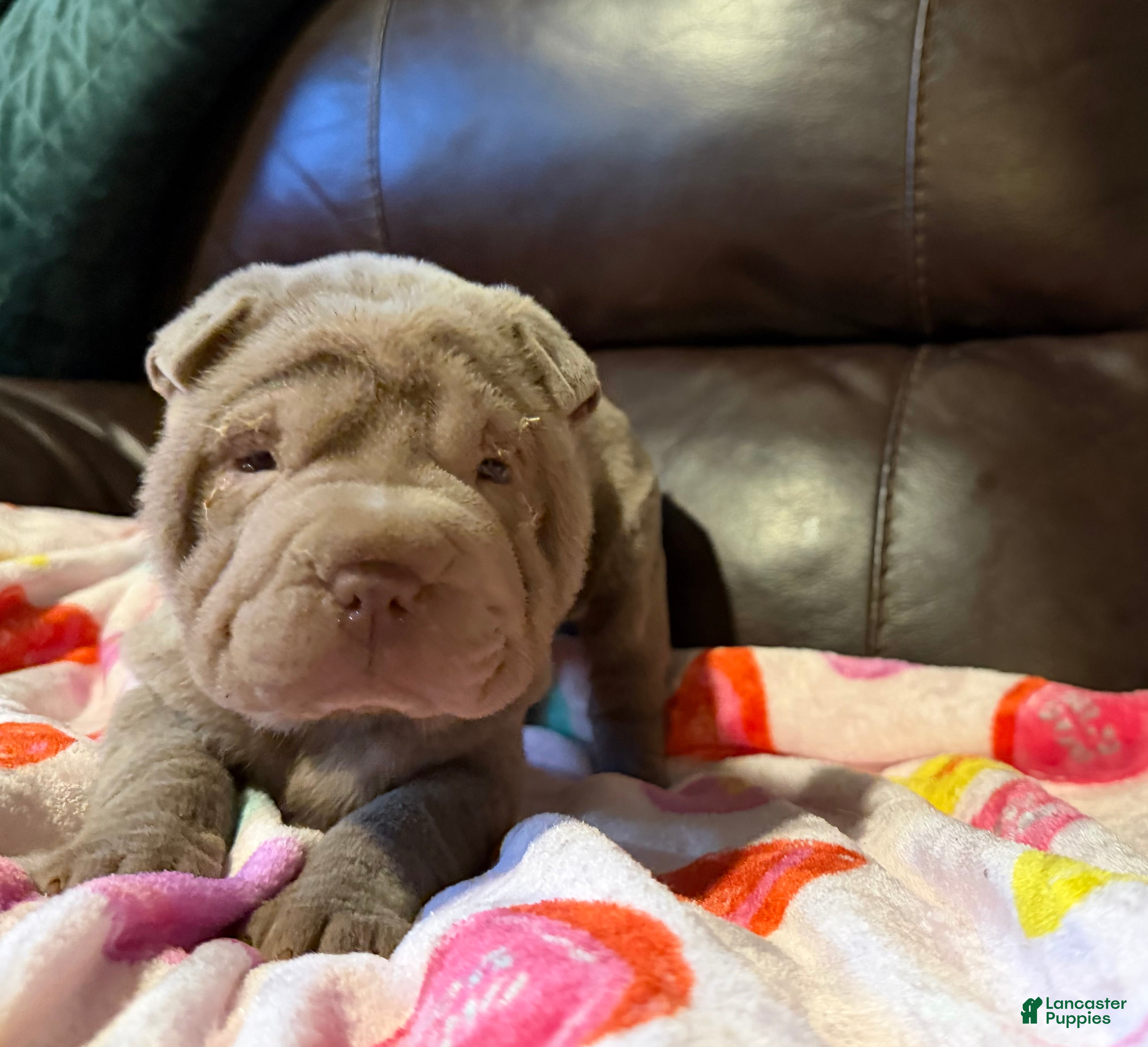 Shar Pei dogs Rose - Ad 10