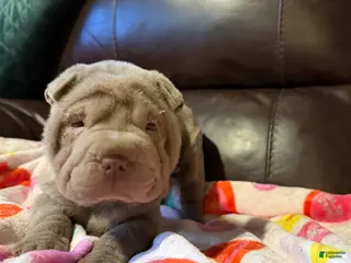 Shar Pei dogs Rose - Ad 9