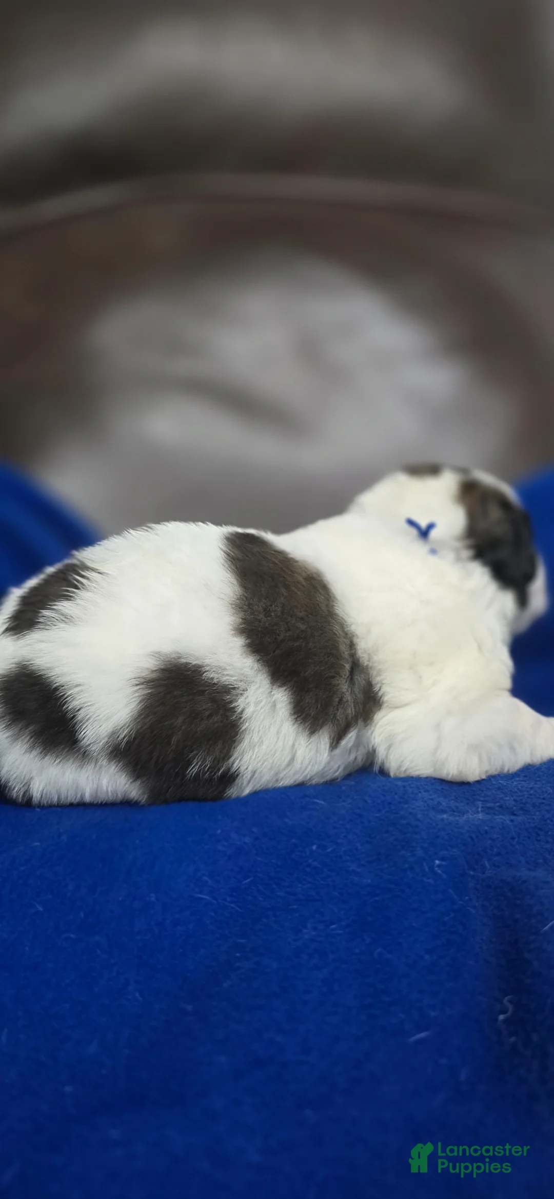 Saint Bernard dogs for sale: Murphy - Ad 2