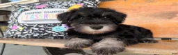 Miniature Schnauzer dogs for sale: Tiffany Miniature Schnauzer  - Ad 1