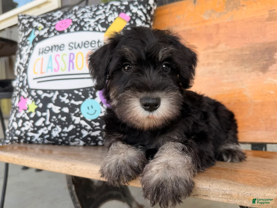 Miniature Schnauzer dogs for sale: Tiffany Miniature Schnauzer  - Ad 1