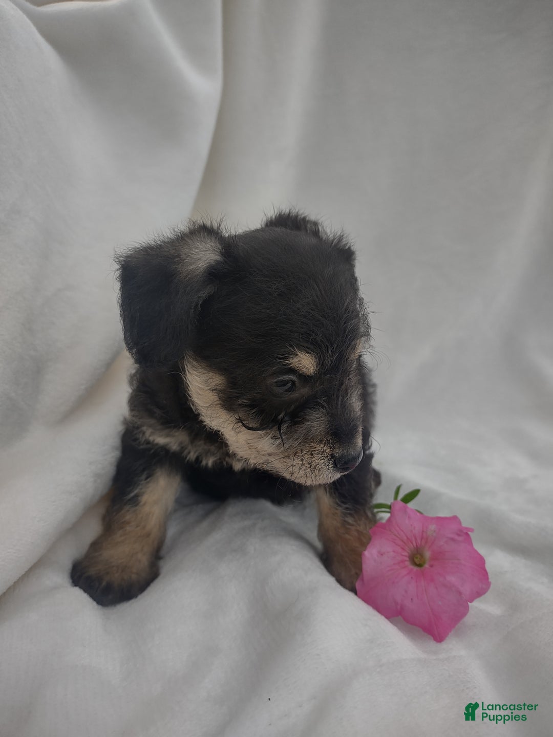 Chipoo dogs for sale: Jordin - Ad 3