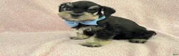 Miniature Schnauzer dogs for sale: Mae Male 1 Black & Silver AKC - Ad 3