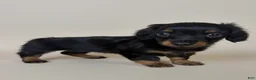 Miniature Dachshund dogs for sale: Dolly  - Ad 5