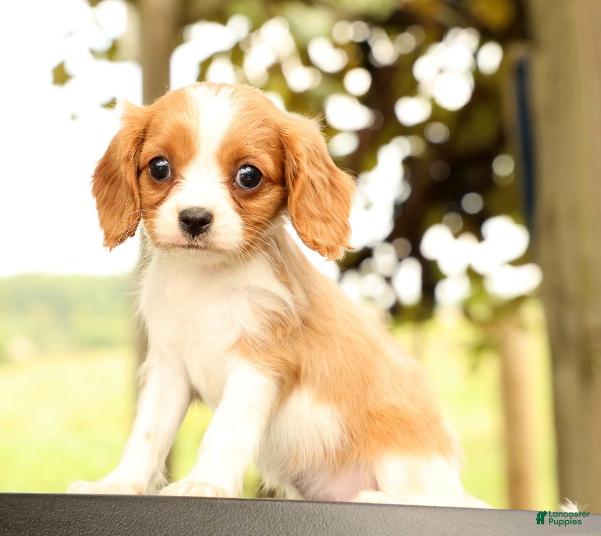 Cavalier King Charles Spaniel dogs Vanessa - Ad 2