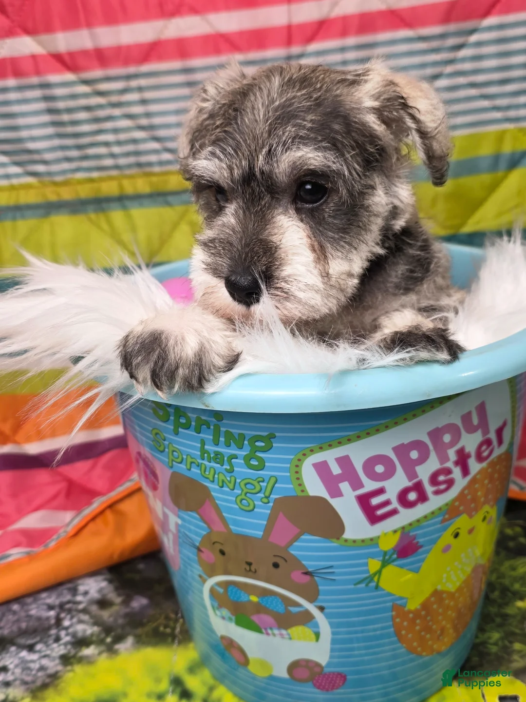 Miniature Schnauzer dogs for sale: Miniature Schnauzer Puppy 4 - Ad 2
